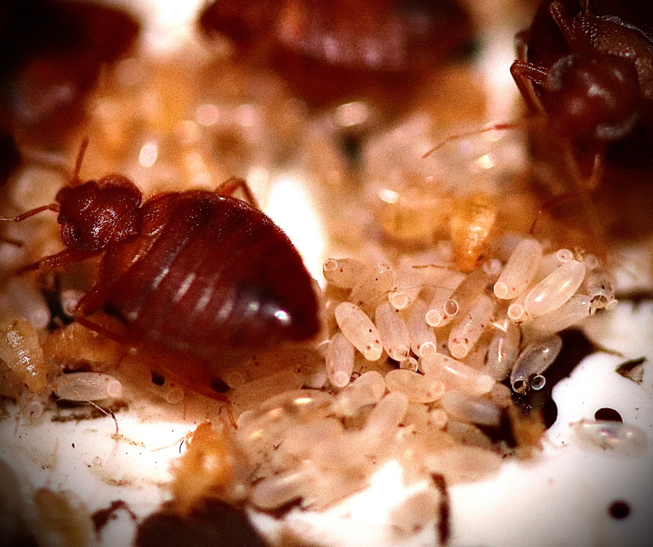 bedbug control West Midlands