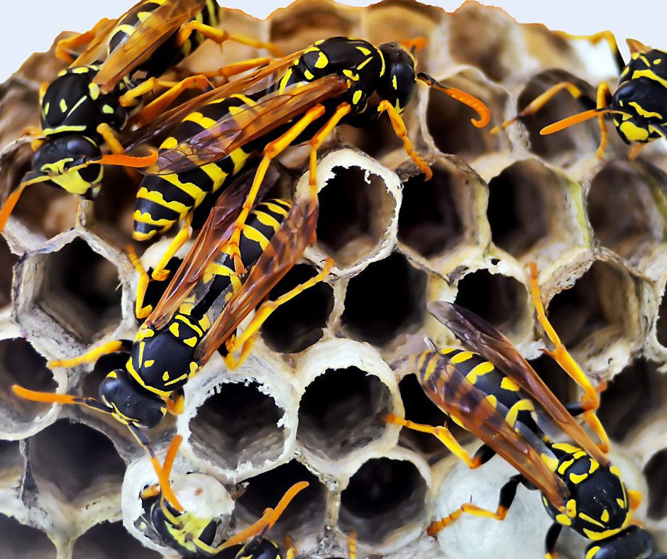 wasp nest removal west midlands
