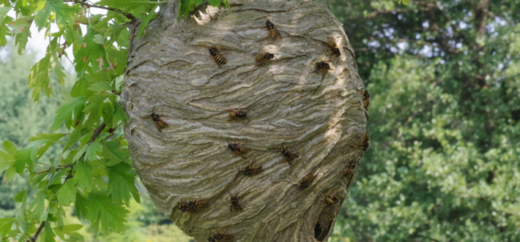Urgent Wasp Nest Removal Dudley