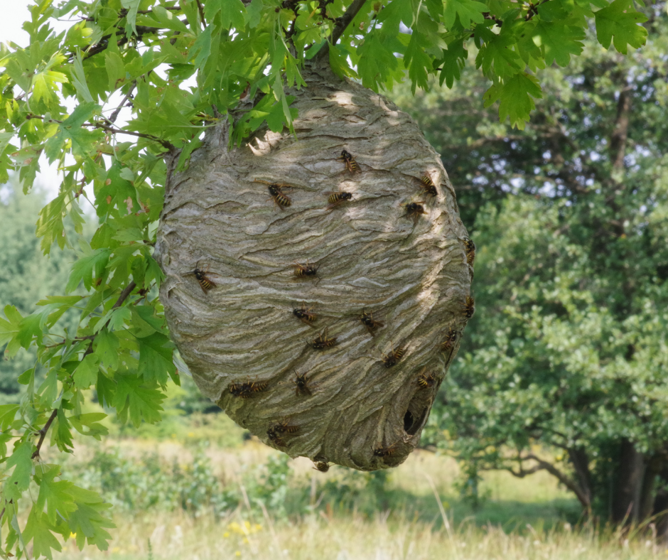 Urgent Wasp Nest Removal Dudley
