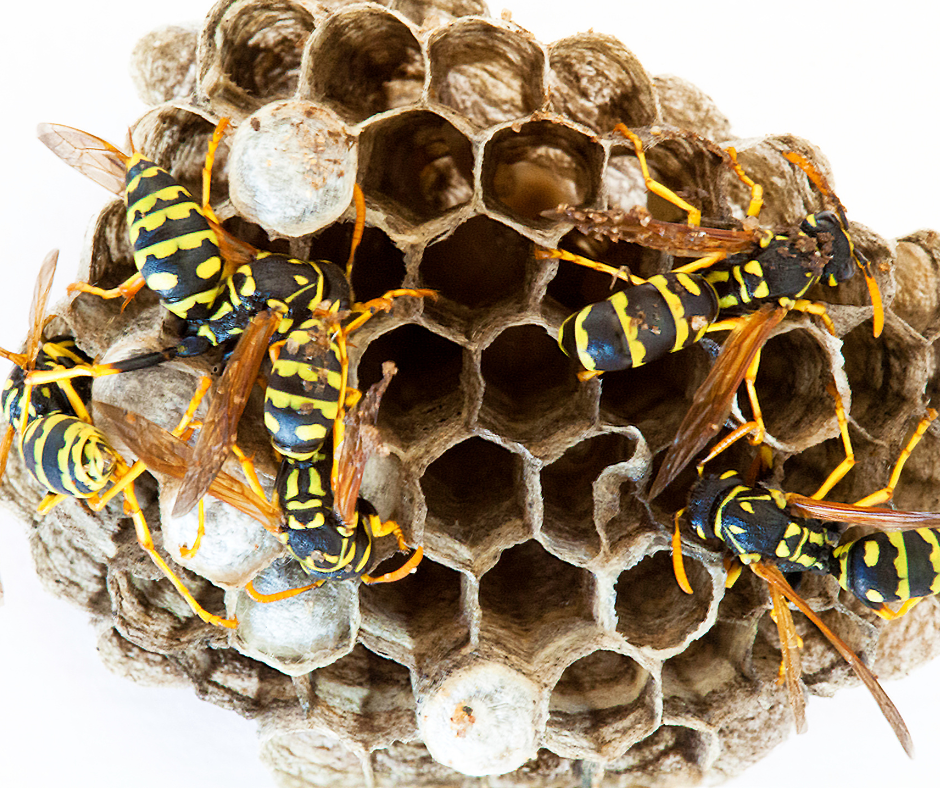 Wasp Exterminator Oldbury
