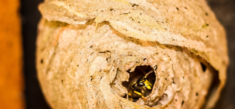Wasp Nest Removal Ascocks Green