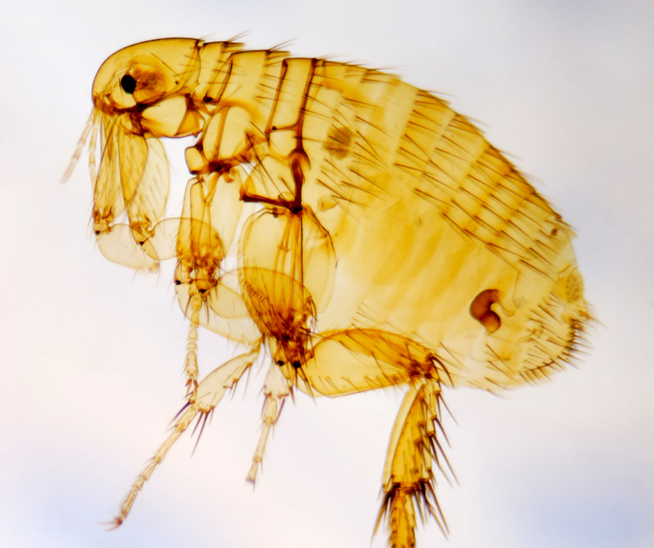 flea control west midlands